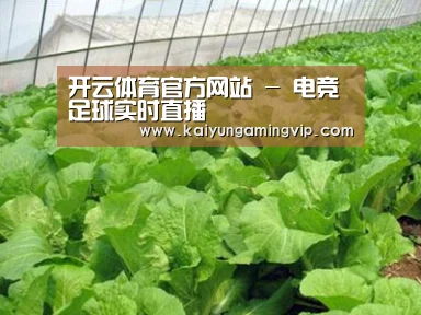 种植基地一